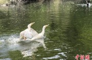 梦见经血吉林：罕见白鸬鹚连续两年“故地重游”