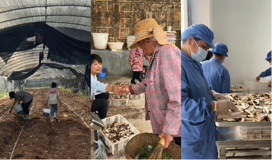 奇富科技百万(🤪)帮扶云南中屏镇：菌菇田里的振兴密码与“(🥫)村BA”的双向奔赴